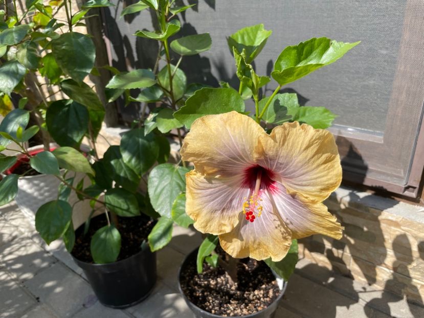  - 001 - Hibiscusi 2024 - 1