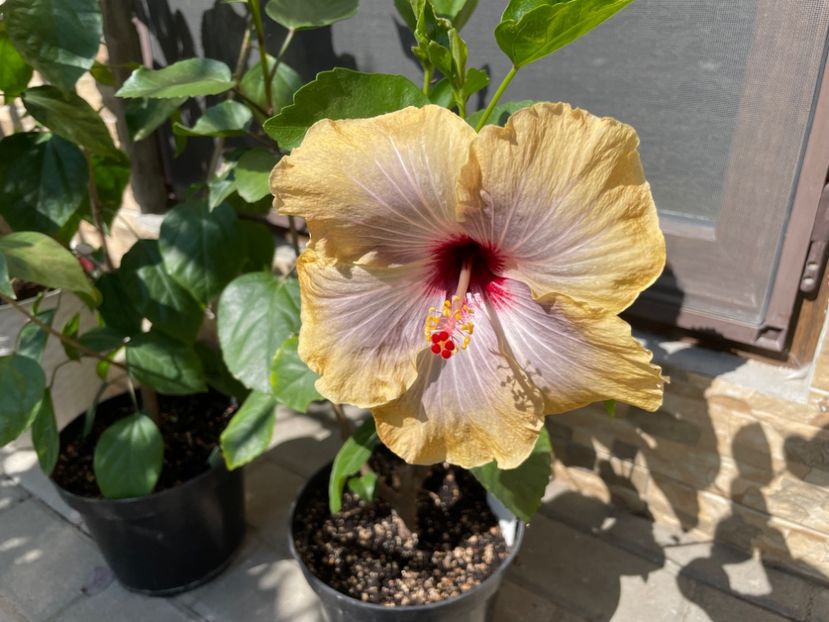  - 001 - Hibiscusi 2024 - 1