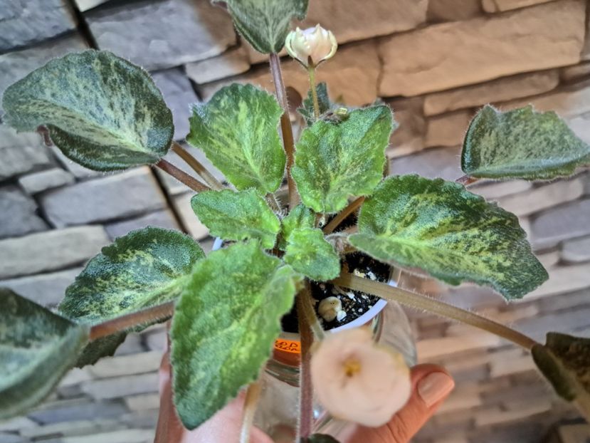  - Violeta SV Gorod Verona