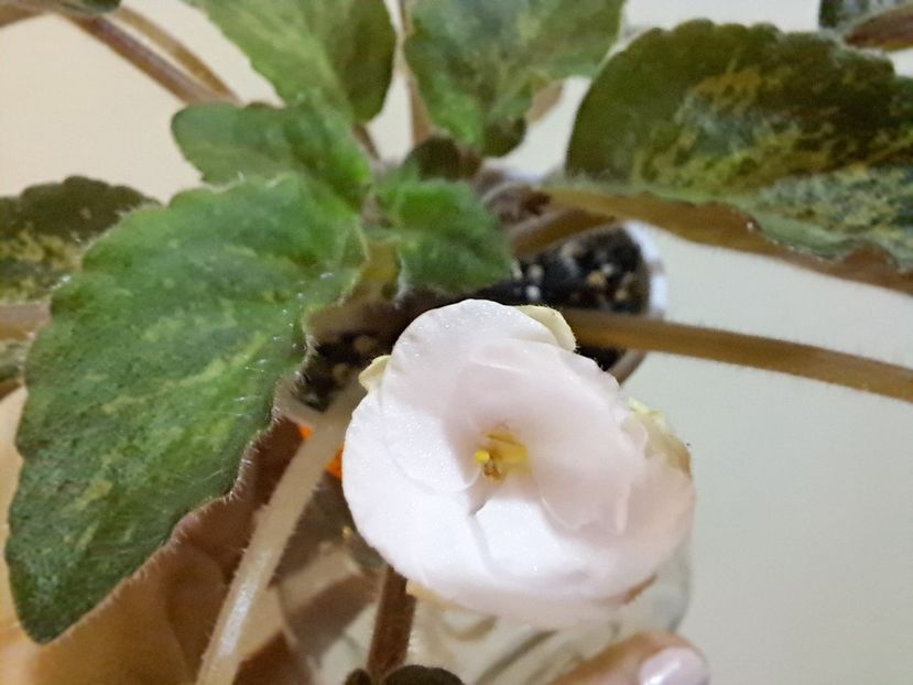  - Violeta SV Gorod Verona