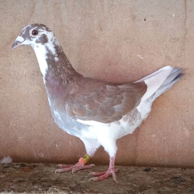 Mascul 24-506 - Bălțat rosu