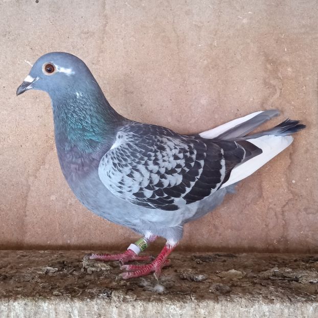 Femela 23-140 - Stropit list