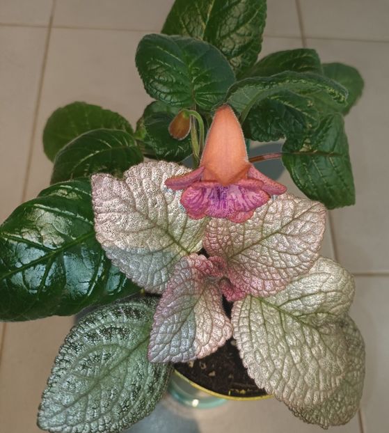  - Printre Gesneriaceae
