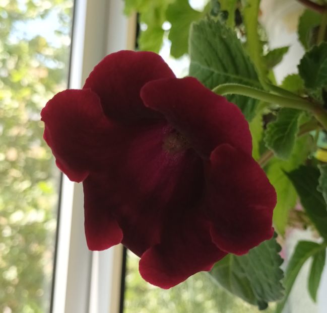 Exact asa este culoarea... - Bombonelele gloxi