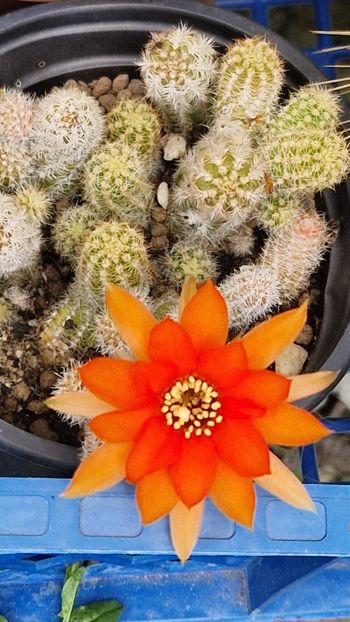  - Chamaecereus silvestrii