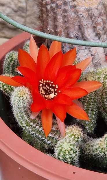  - Chamaecereus silvestrii