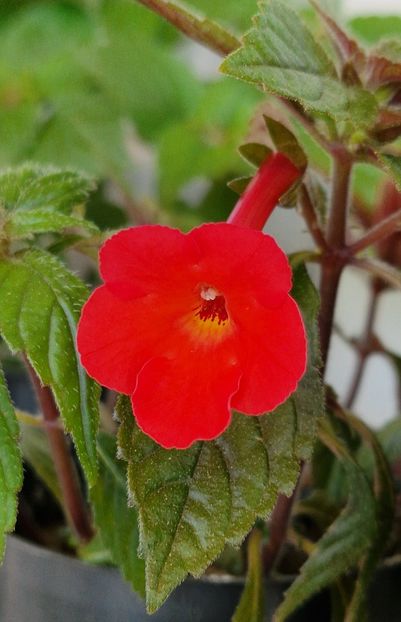 Orange Delight - Achimenes 2024