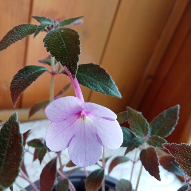 Peach Blossom - - - 2024