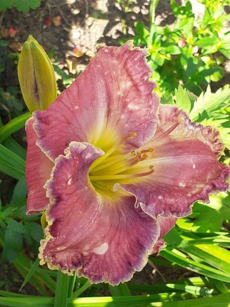 Messenger_creation_727312cb-7224-42cb-a1f0-1d07d9f3a463 - 0001 HEMEROCALLIS - DELPHINUM