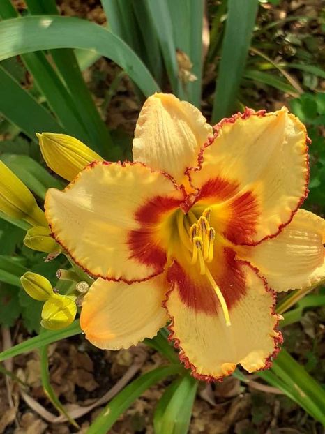 Messenger_creation_ae9d0410-d2d1-40eb-b3d6-e1c338043d42 - 0001 HEMEROCALLIS - DELPHINUM