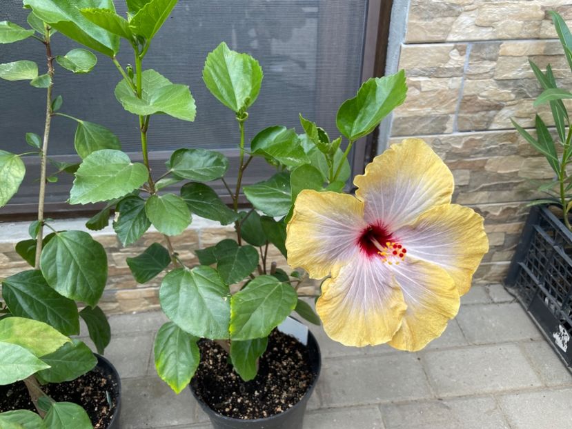  - 001 - Hibiscusi 2024 - 1