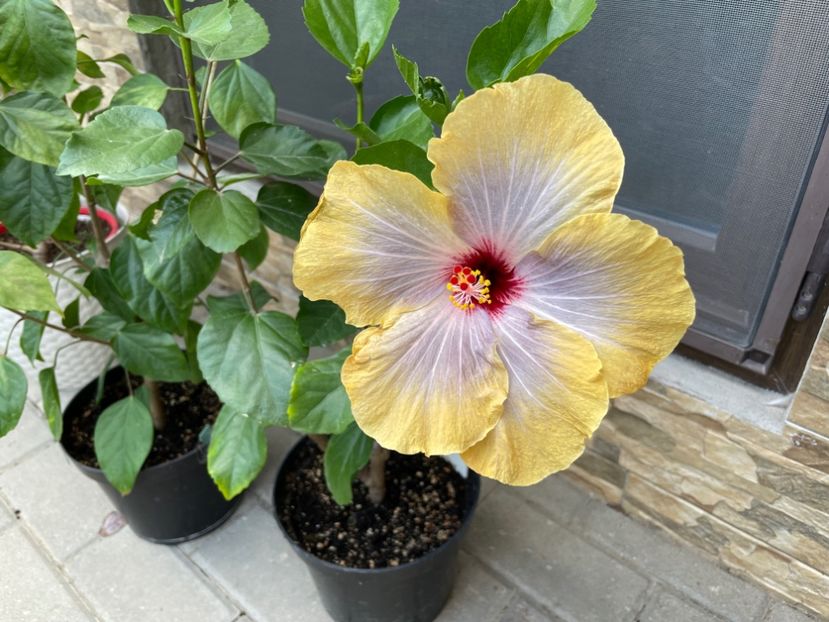  - 001 - Hibiscusi 2024 - 1