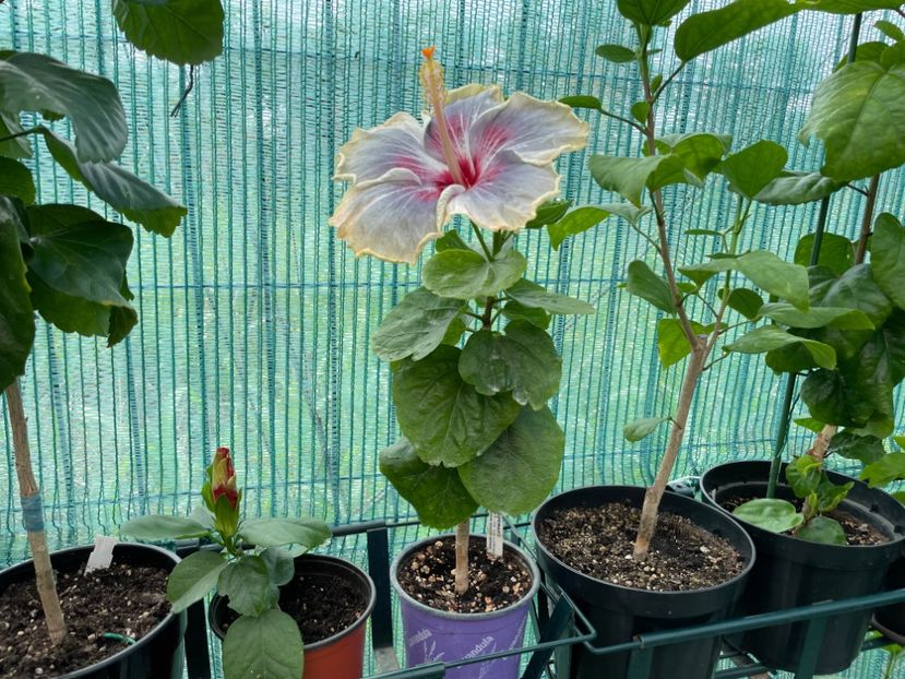  - 001 - Hibiscusi 2024 - 1