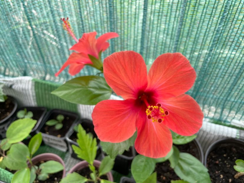  - 001 - Hibiscusi 2024 - 1