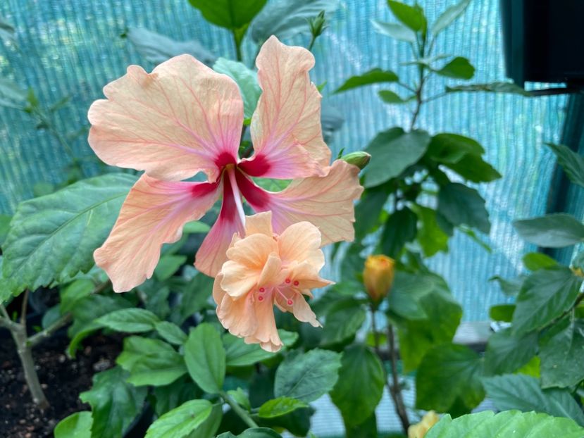  - 001 - Hibiscusi 2024 - 1