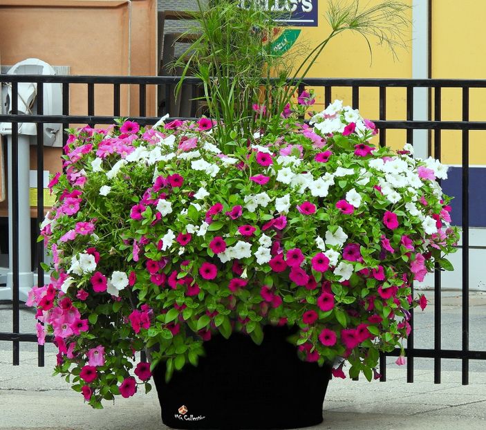 Flowers in Little Italy 3,Ottawa ON - E - FLOWERS - Flori