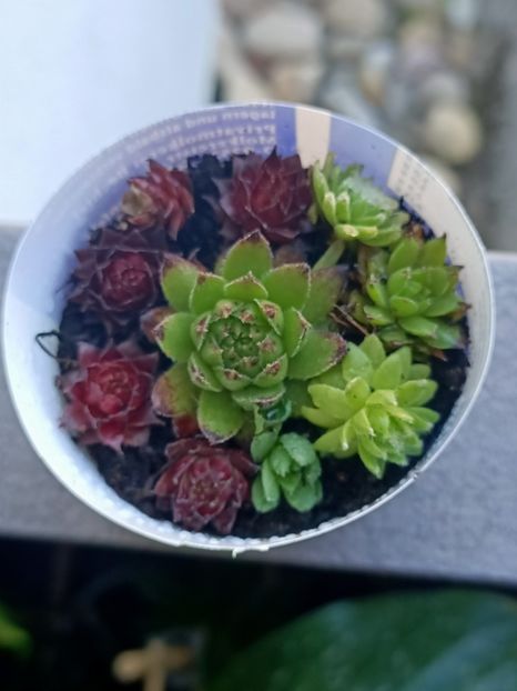 25.06.2024 - Suculente