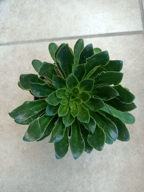 Lewisia Mountain Dreams - Suculente