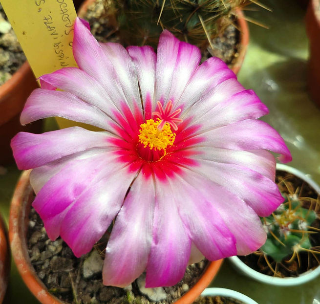 Thelocactus bicolor subs flavidispinus - Thelocactus bicolor subs flavidispinus Texas