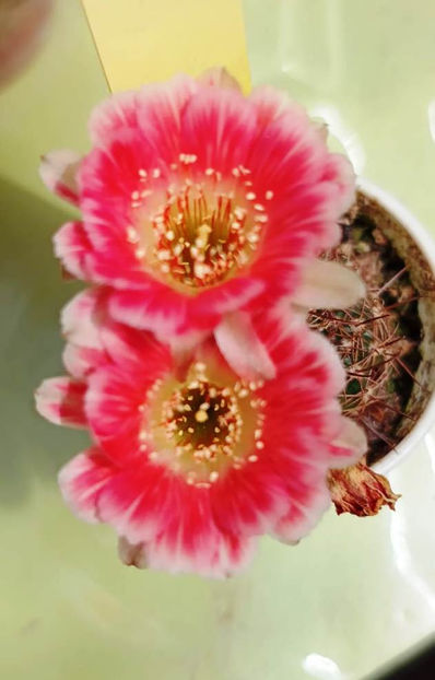 Lobivia hb Cleo - Lobivia hb Cleo