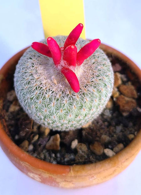 Epithelantha micromeris - Epithelantha micromeris