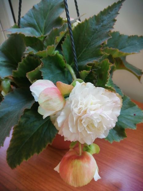  - Begonii curgatoare