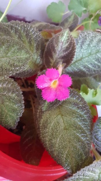  - Dori s Golden Glitter