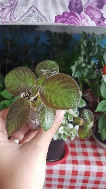  - Dori s Golden Glitter