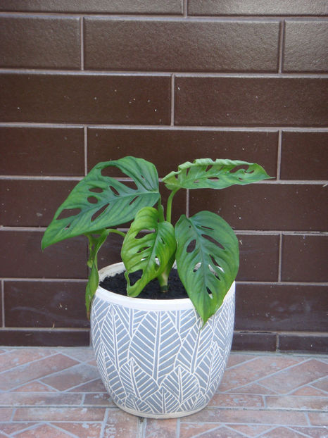  - Monstera adansonii