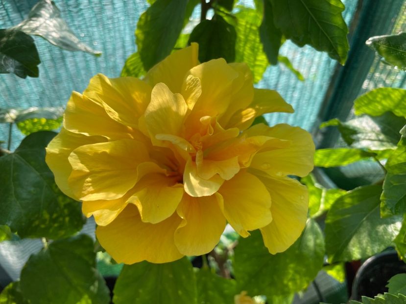  - 001 - Hibiscusi 2024 - 1