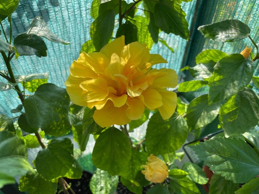  - 001 - Hibiscusi 2024 - 1