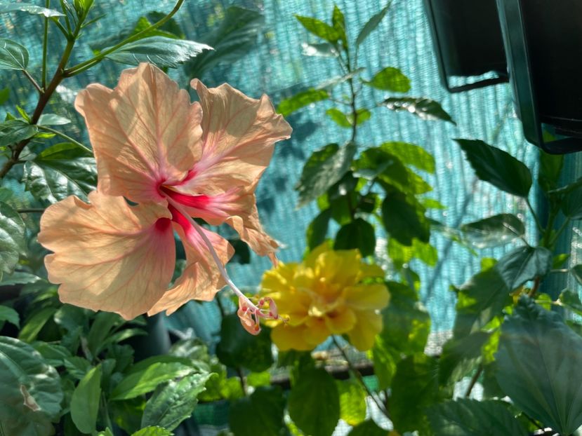  - 001 - Hibiscusi 2024 - 1