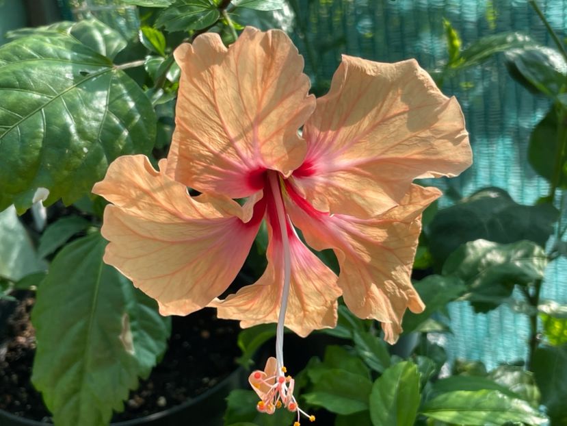  - 001 - Hibiscusi 2024 - 1