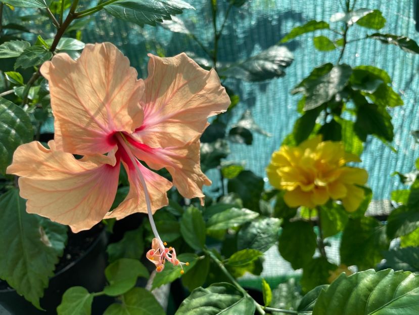  - 001 - Hibiscusi 2024 - 1