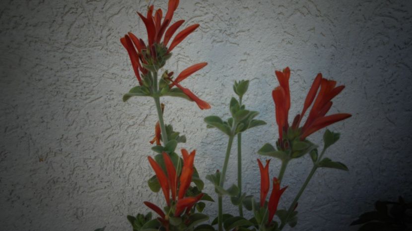 Dicliptera suberecta,inflorescente superbe - 2024