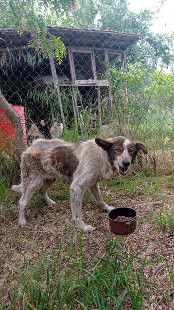 Lady - LADY SI PRIETENII