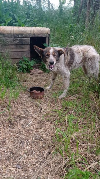 Lady - LADY SI PRIETENII