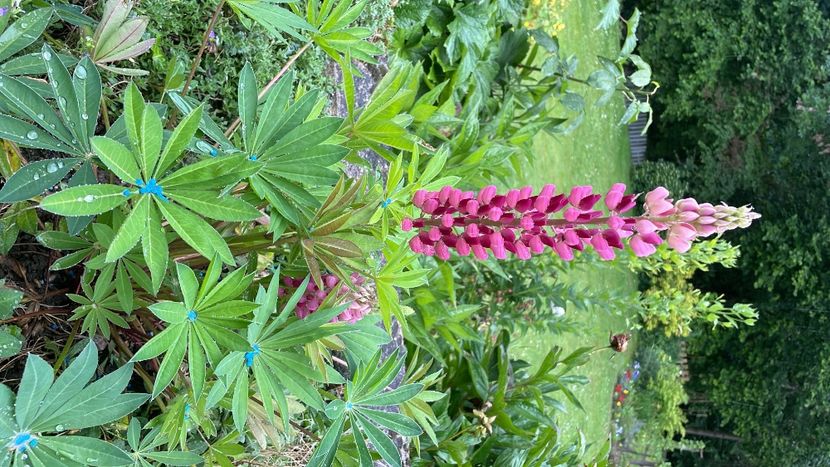 ACFEECB8-2047-4B83-8247-BCF4565C8FBC - DIVERSE FLORI