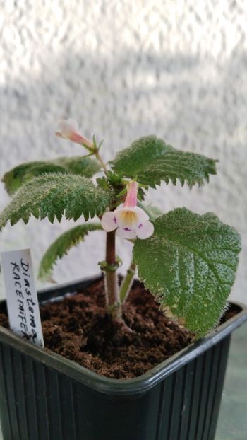  - 2024-DIASTEMA RACEMIFERUM
