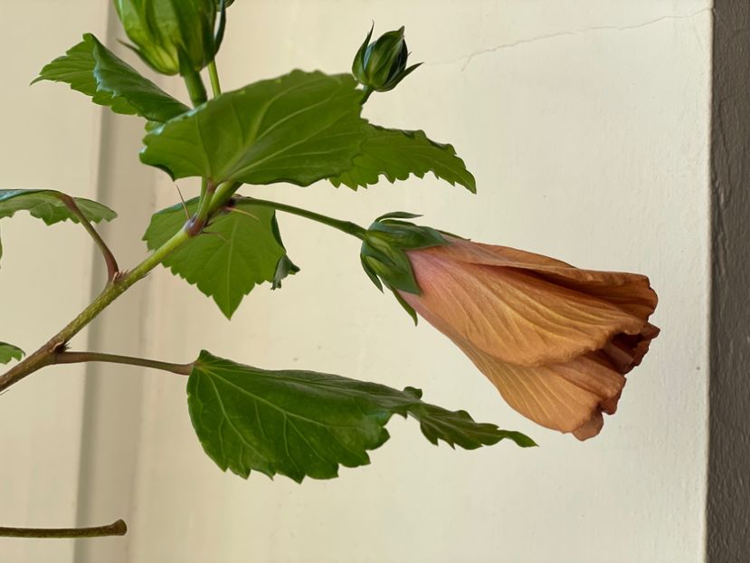  - 001 - Hibiscusi 2024 - 1