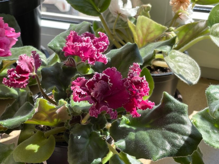  - 001 Violete 2023-2024