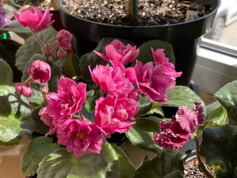  - 001 Violete 2023-2024