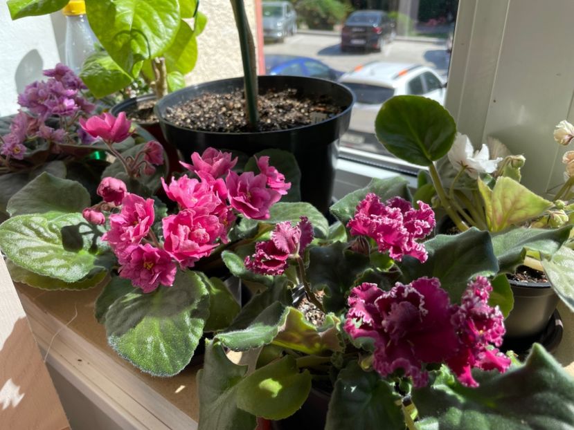  - 001 Violete 2023-2024