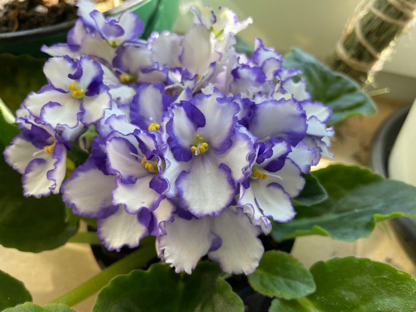  - 001 Violete 2023-2024