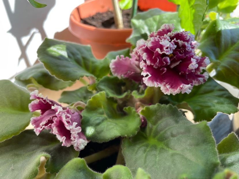  - 001 Violete 2023-2024