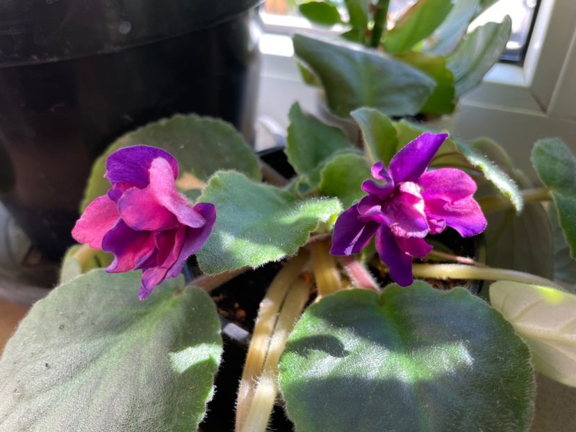  - 001 Violete 2023-2024