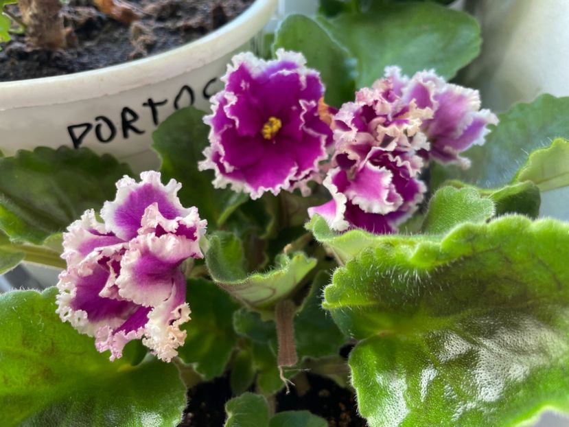  - 001 Violete 2023-2024