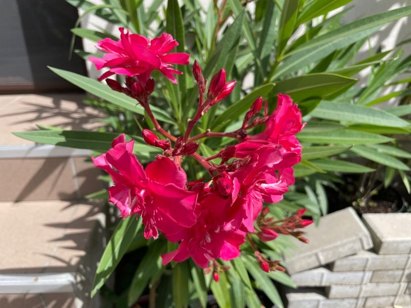  - 0006 - Leandri 2023-2024-2025