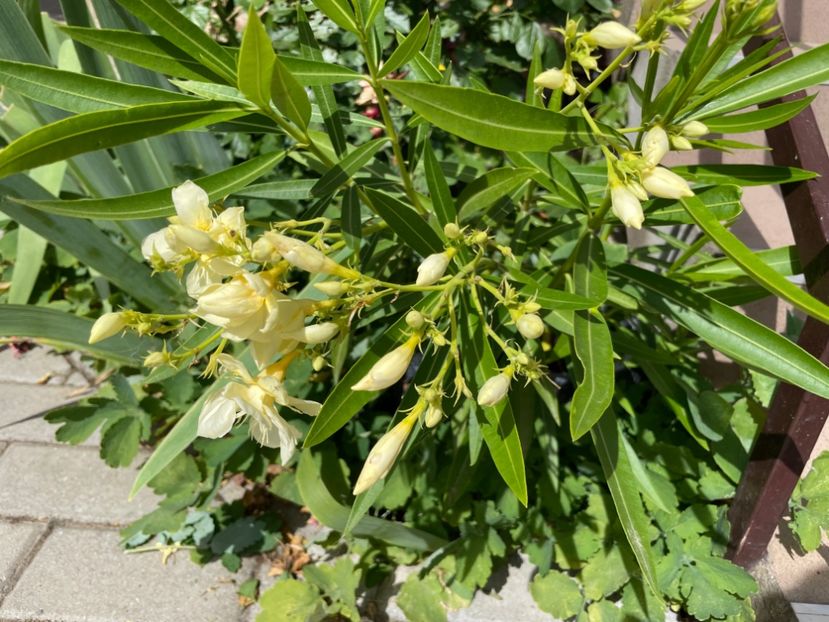  - 0006 - Leandri 2023-2024-2025