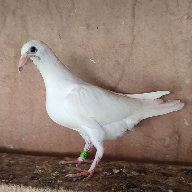 Pui 23-729 - Porumbei vanduti